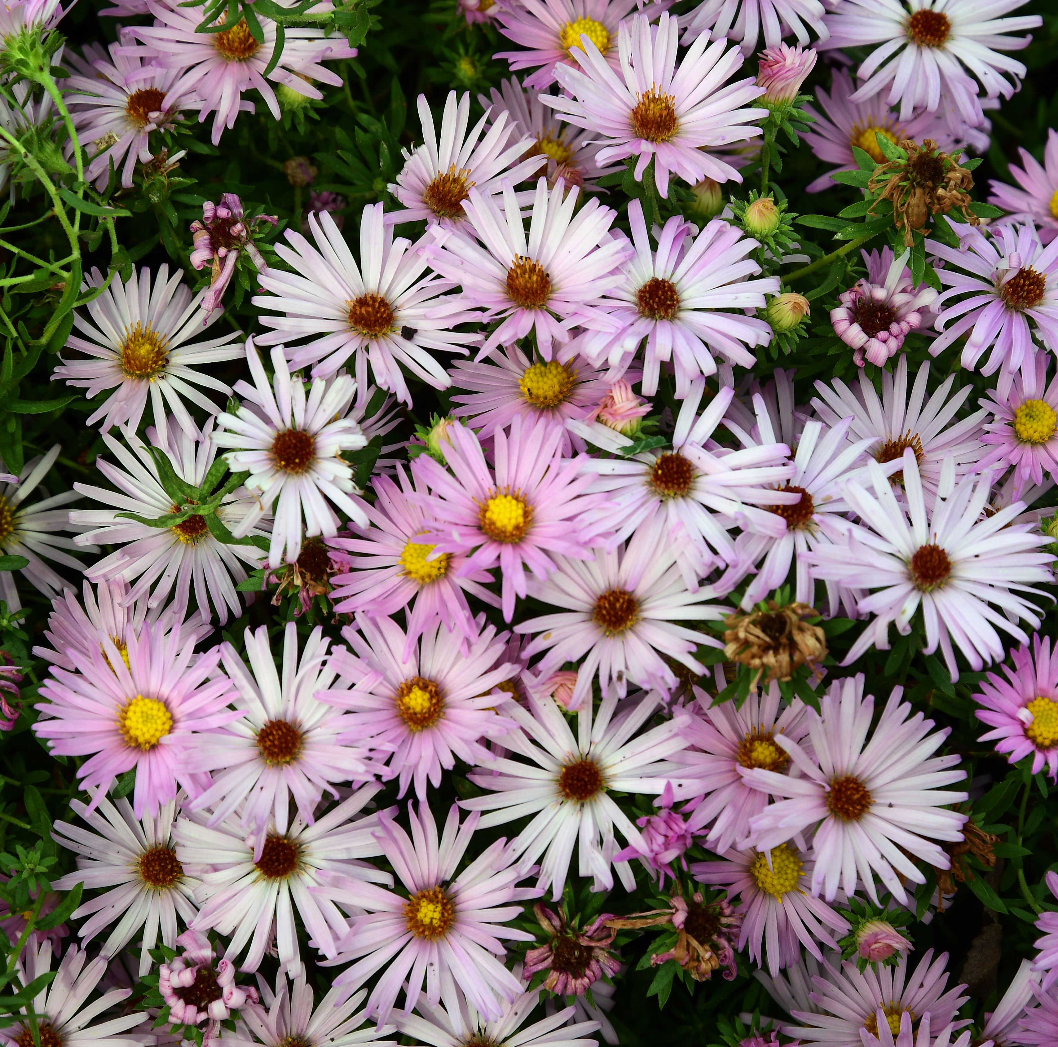 images/plants/aster/ast-cotton-candy/ast-cotton-candy-0005.jpg