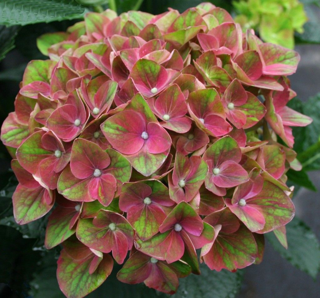 images/plants/hydrangea/hyd-magical-everlasting-crimson/hyd-magical-everlasting-crimson-0013.jpg