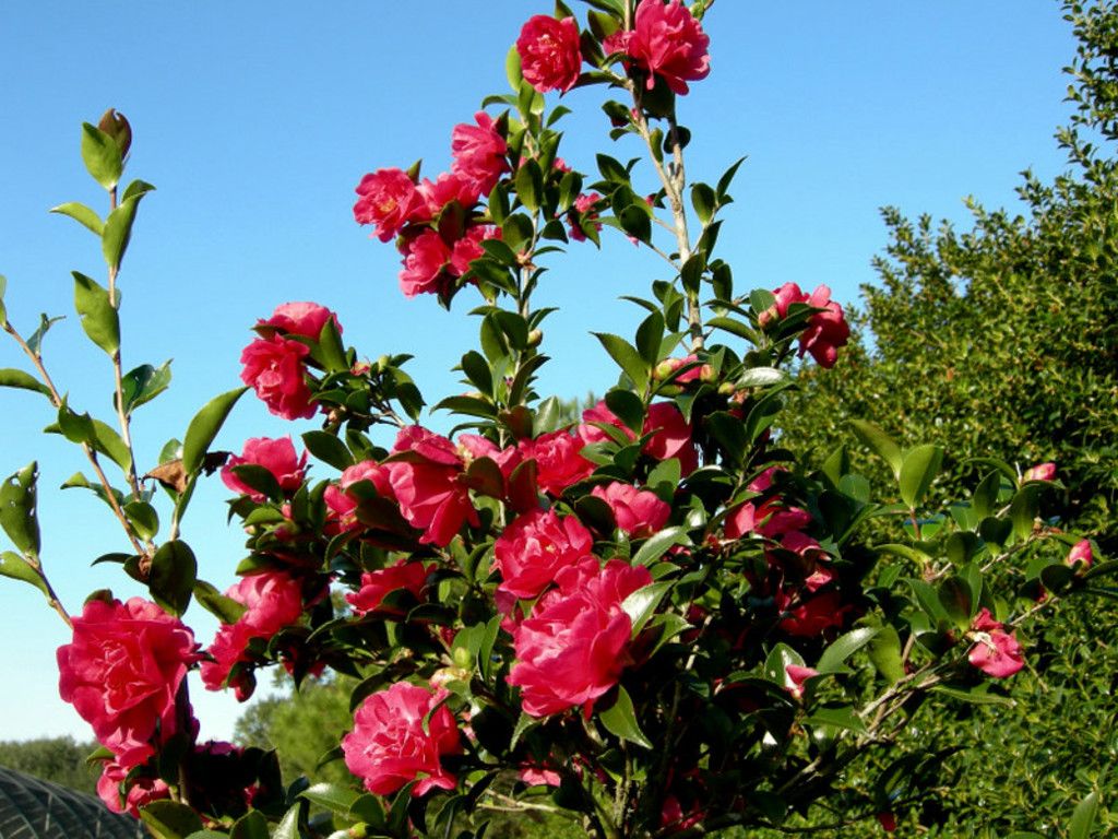 images/plants/camellia/cam-october-magic-rose/cam-october-magic-rose-0017.jpg