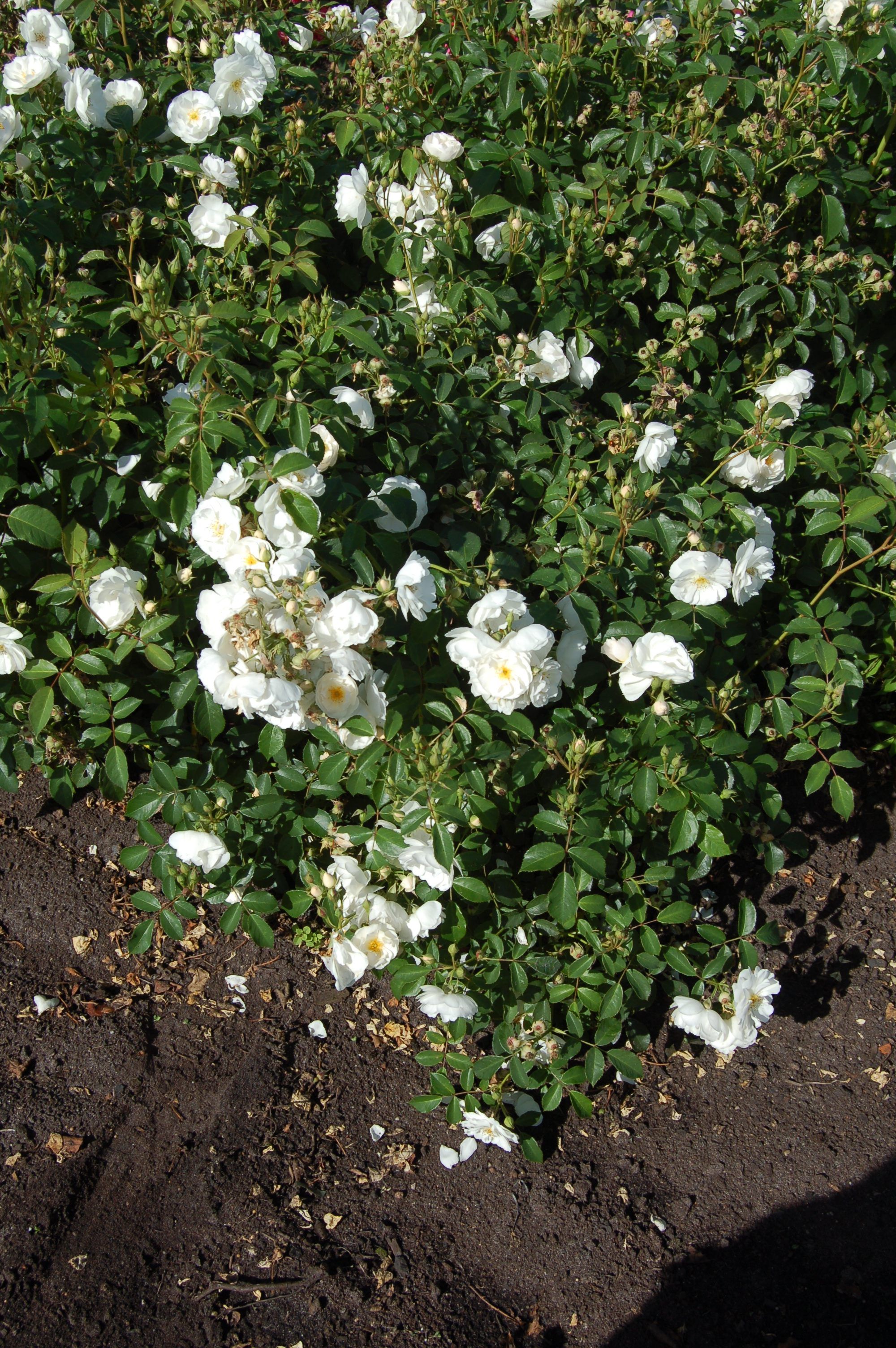 images/plants/rosa/ros-nitty-gritty-white/ros-nitty-gritty-white-0007.jpg