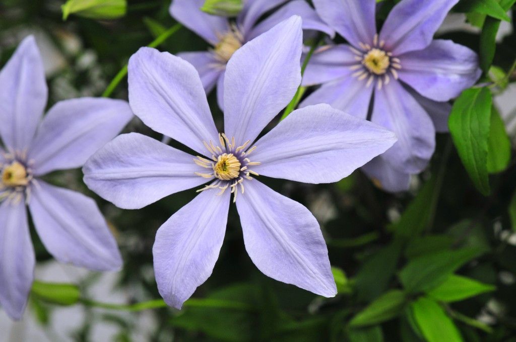 images/plants/clematis/cle-scented-clem-sugar-sweet-blue/cle-scented-clem-sugar-sweet-blue-0003.jpg