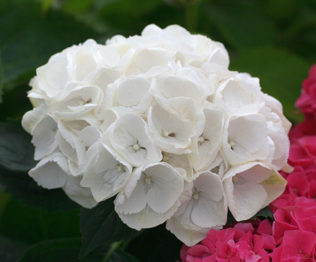 images/plants/hydrangea/hyd-magical-everlasting-bride/hyd-magical-everlasting-bride-0006.jpg