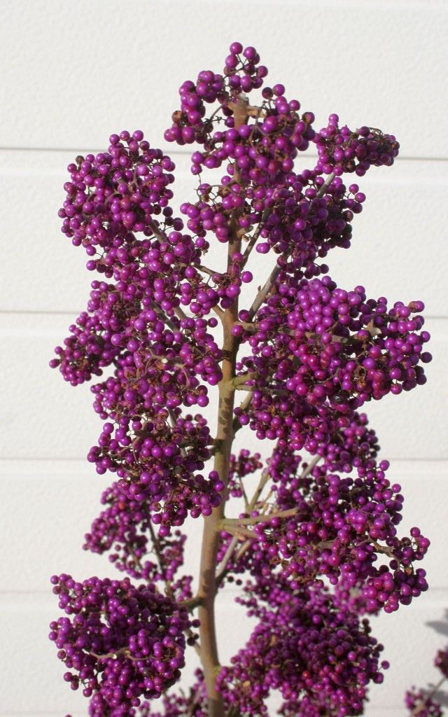 images/plants/callicarpa/cal-plump-plentiful-purple-giant/cal-plump-plentiful-purple-giant-0003.jpg