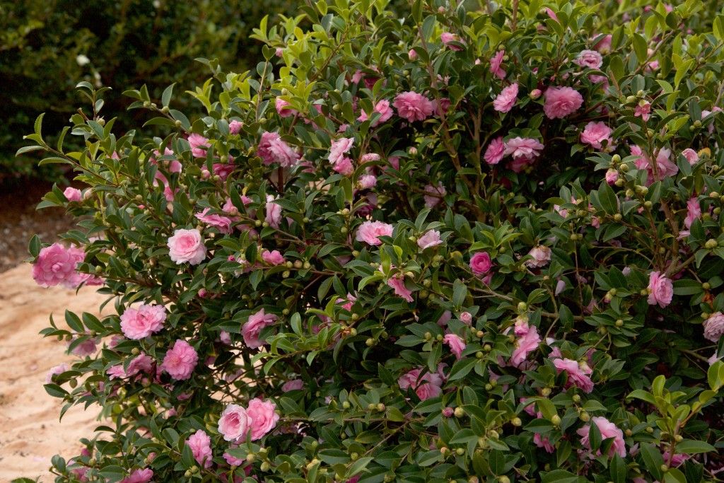 images/plants/camellia/cam-october-magic-pink-perplexion/cam-october-magic-pink-perplexion-0010.jpg
