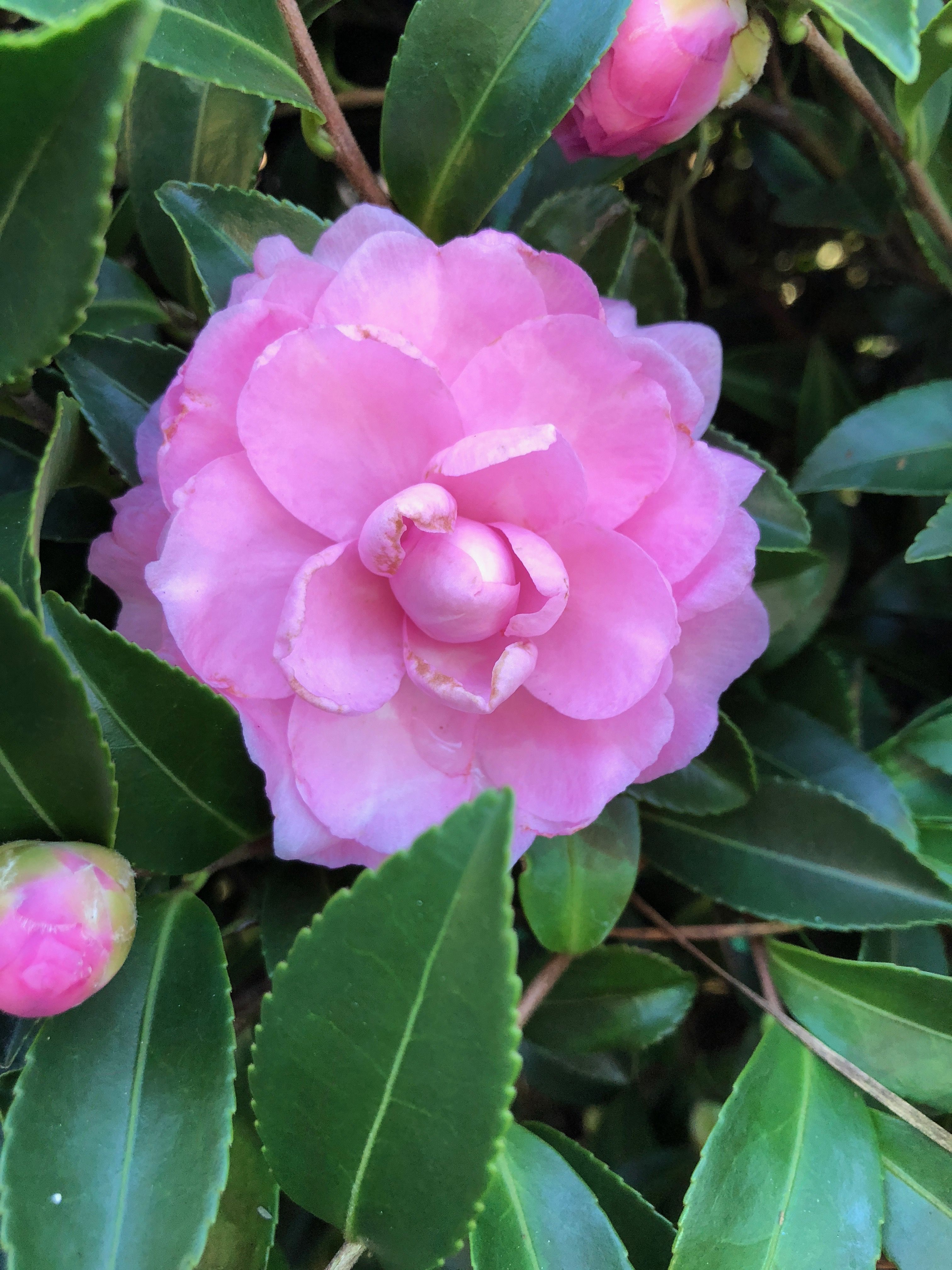 images/plants/camellia/cam-october-magic-pink-perplexion/cam-october-magic-pink-perplexion-0017.jpg