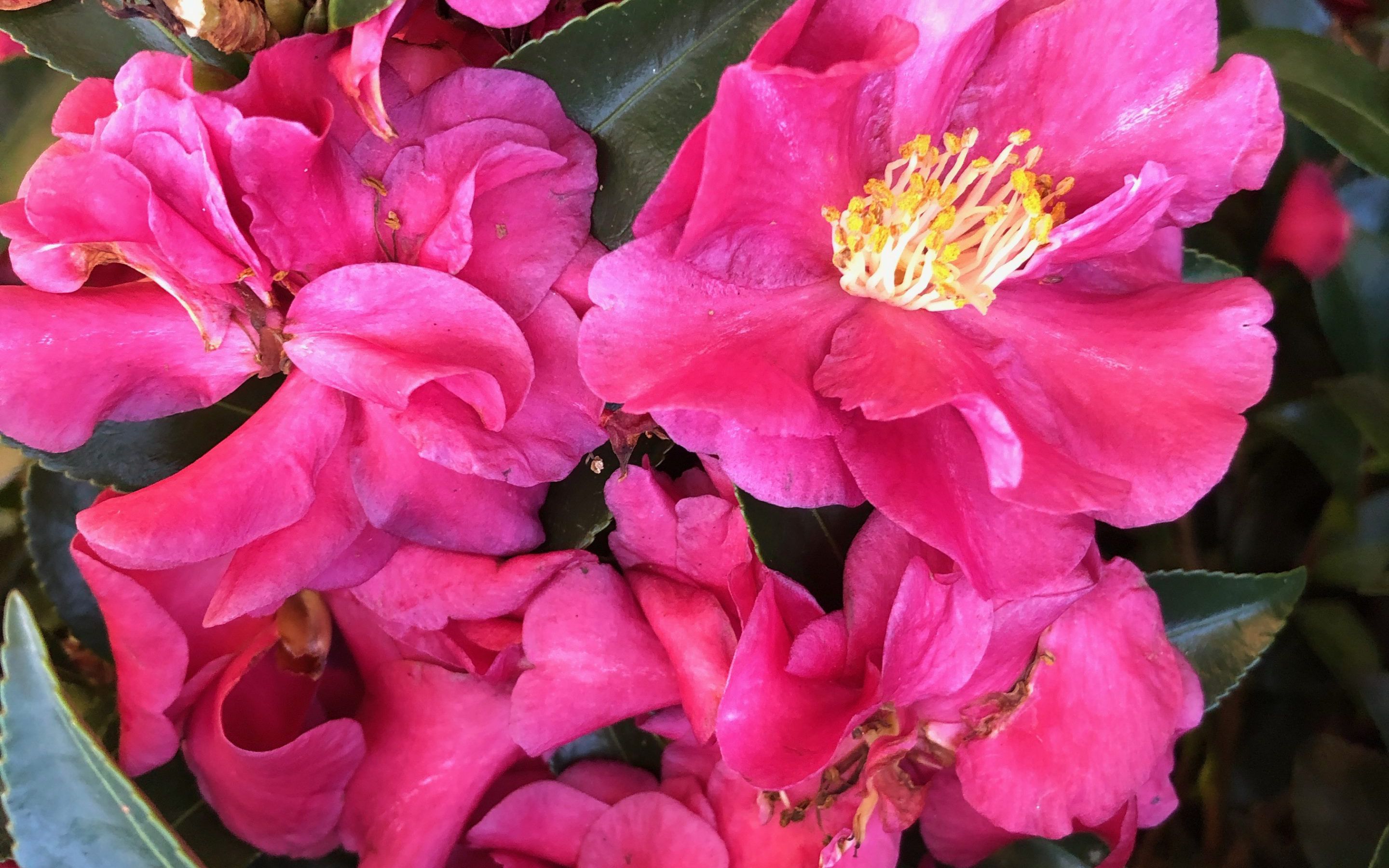 images/plants/camellia/cam-october-magic-rose/cam-october-magic-rose-0004.jpg